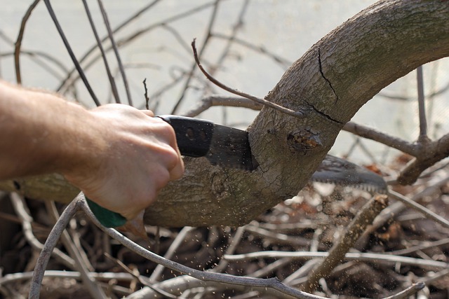 pruning saw