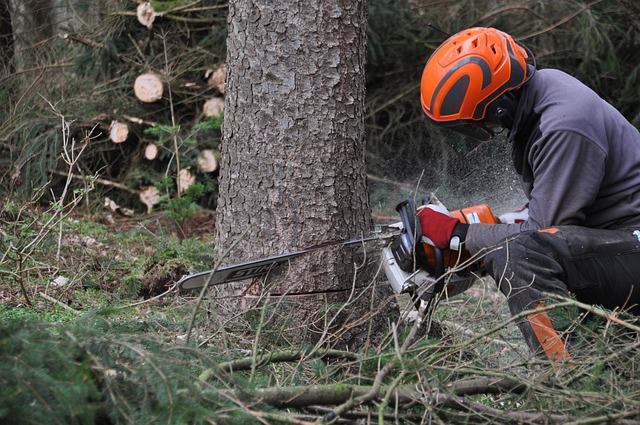 chainsaws