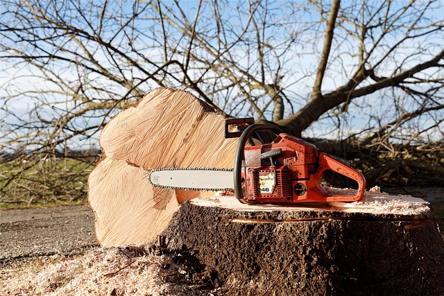 Are Stihl Pruning Saw Models Truly Reliable for Professional Arborists