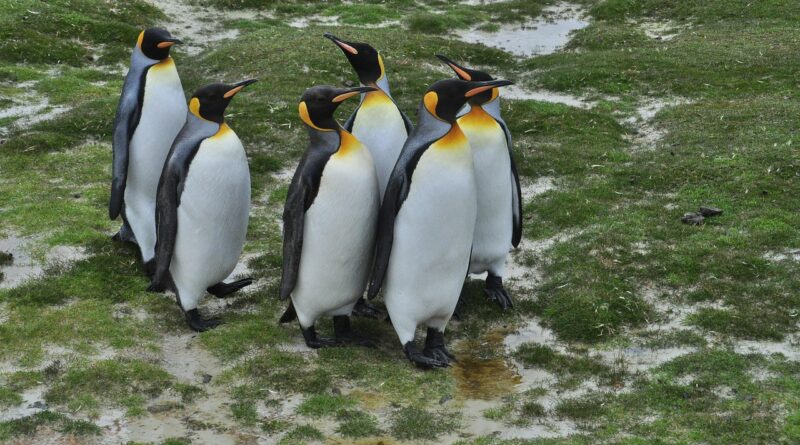 stanley, falkland, iceland