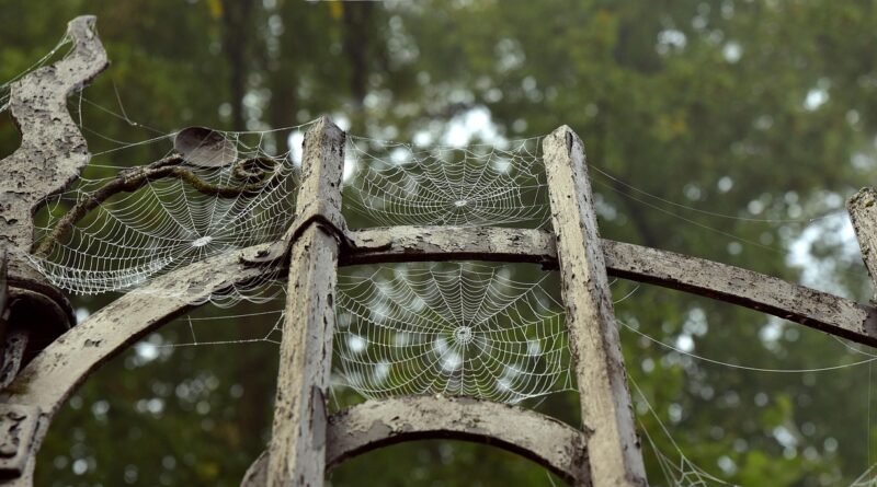 metal, metal gate, cobwebs, old, indian summer, fall, spider web, halloween, historical, antique, horror, fear, scary, castle, portal, wrought iron, haunt, ghostly, halloween, halloween, halloween, halloween, halloween, horror