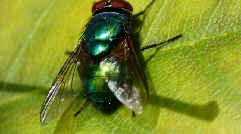 fly, green, bottle, insect, nature, common, lucilia sericata, metallic, blue-green, turquoise, animal, on leaf, leaf, arthropoda, diptera