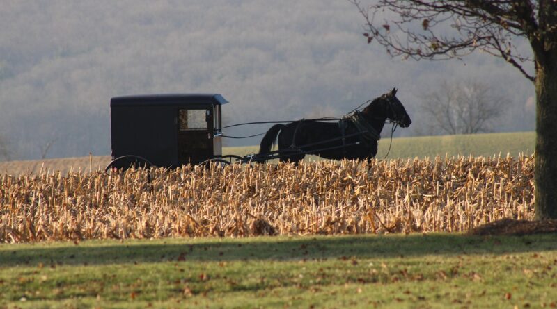 horse, carriage, buggy, wagon, nature, field, amish, country
