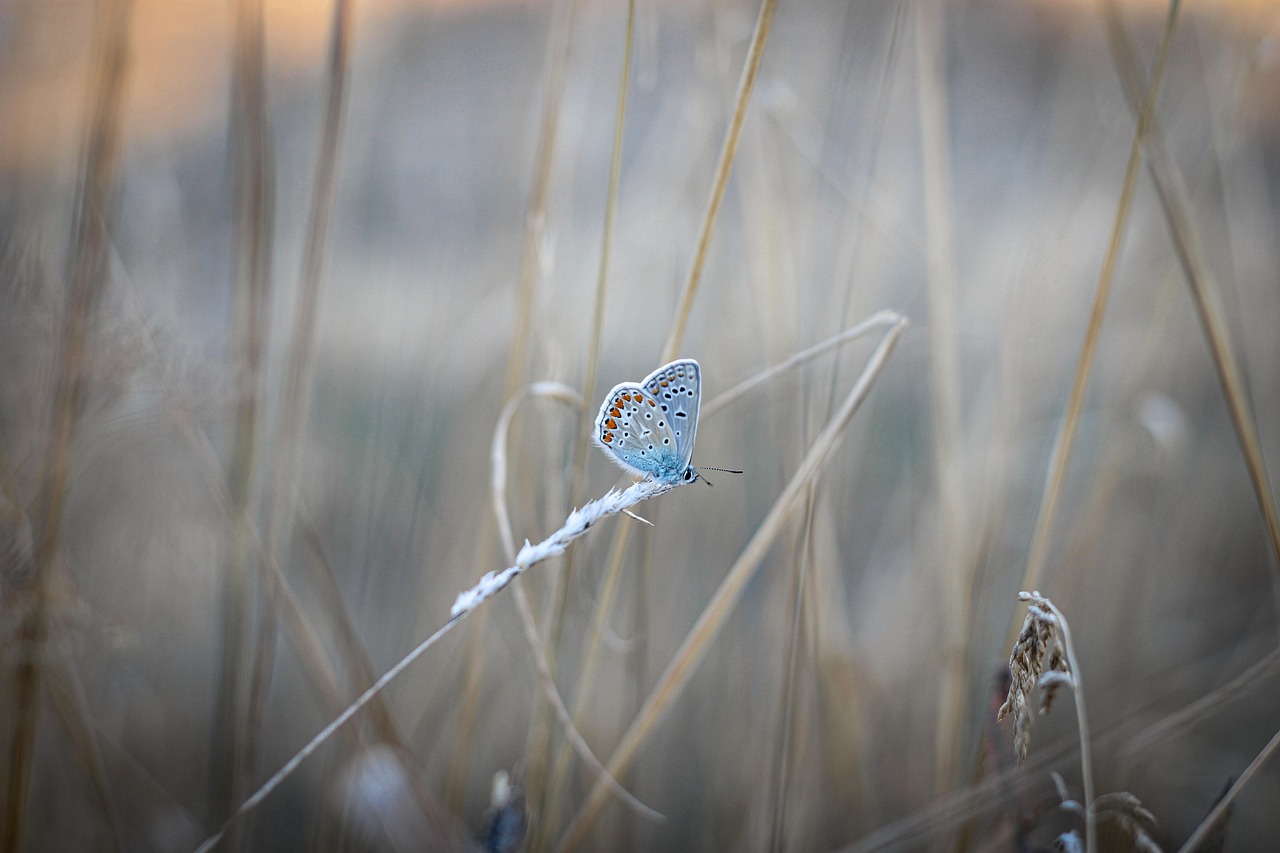 butterfly, common blue, insect, grass, macro, animal, nature, nature, nature, nature, nature, nature