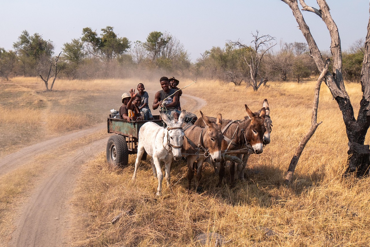 donkey cart, carriage, outdoors, mammals, trees, branches, transport, nature, carriage, trees, trees, trees, transport, transport, transport, nature, nature, nature, nature, nature