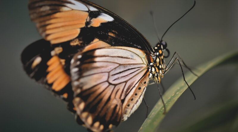 butterfly, tropical butterfly, exotic, insect, wing, butterfly, butterfly, butterfly, butterfly, butterfly