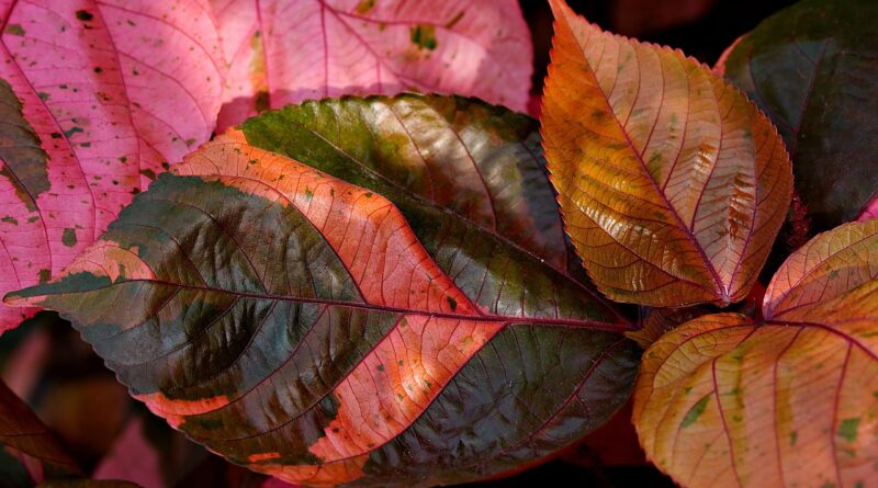 acalypha wilkensia, flora, nature, leaves, copper leaves