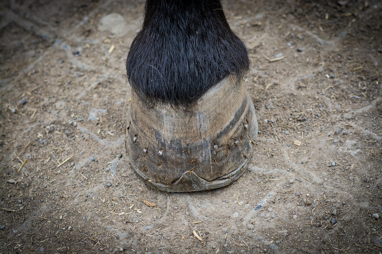 horse, hoof, foot, horse hoof, fitting, horseshoe, close up, equine, nature, mammal, animal